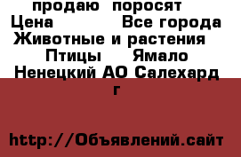 продаю  поросят  › Цена ­ 1 000 - Все города Животные и растения » Птицы   . Ямало-Ненецкий АО,Салехард г.